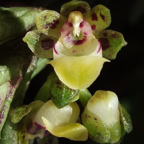 Gastrochilus pseudodistichus unspecified picture