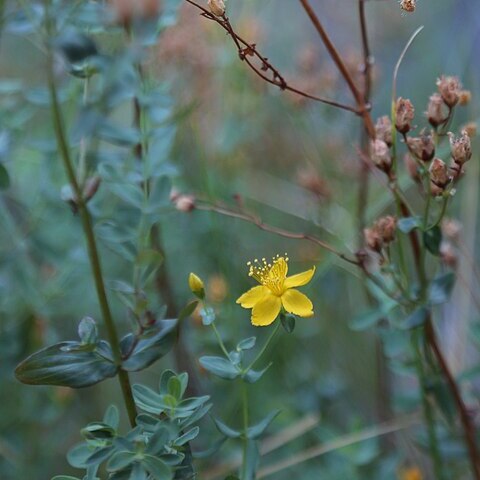 Hypericum formosum unspecified picture