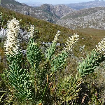 Paranomus sceptrum-gustavianus unspecified picture