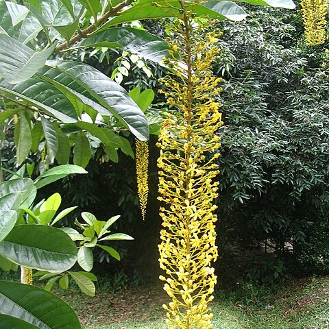 Lophanthera lactescens unspecified picture