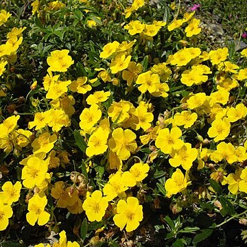 Helianthemum nummularium subsp. grandiflorum unspecified picture