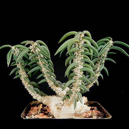 Euphorbia cylindrifolia unspecified picture