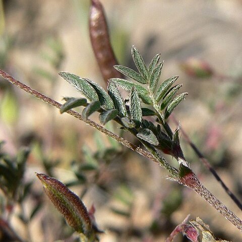 Astragalus nuttallianus var. imperfectus unspecified picture