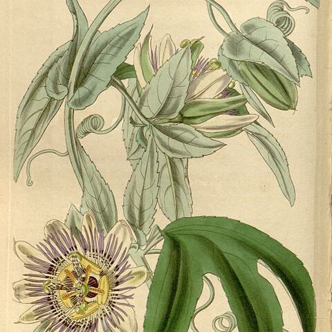 Passiflora mooreana unspecified picture