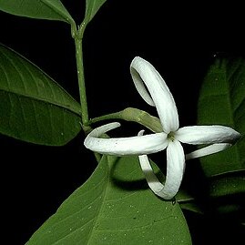 Faramea biflora unspecified picture