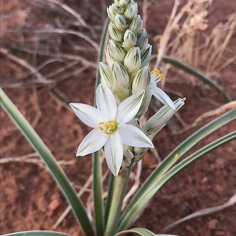 Eremocrinum albomarginatum unspecified picture