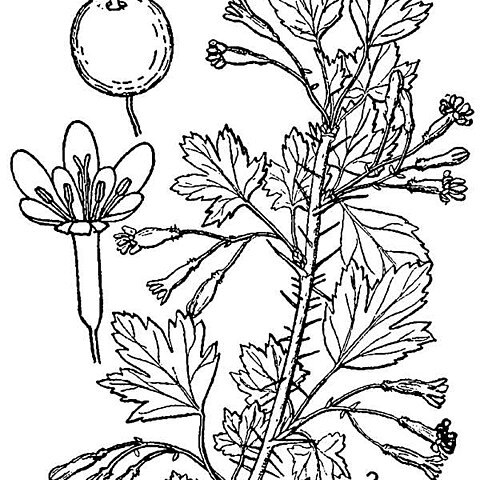 Ribes oxyacanthoides unspecified picture