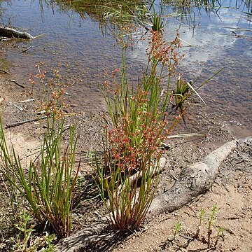 Juncus prismatocarpus unspecified picture