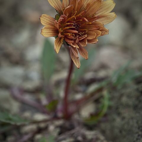 Taraxacum carneocoloratum unspecified picture