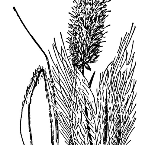 Alopecurus alpinus unspecified picture