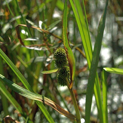 Sparganium glomeratum unspecified picture