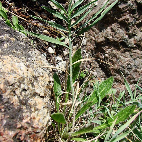 Trisetum distichophyllum unspecified picture