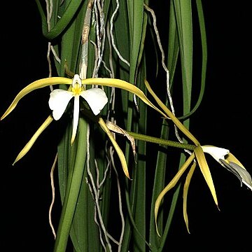 Epidendrum parkinsonianum unspecified picture