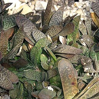 Gasteria pillansii var. ernesti-ruschii unspecified picture