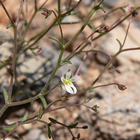 Nemacladus glanduliferus unspecified picture