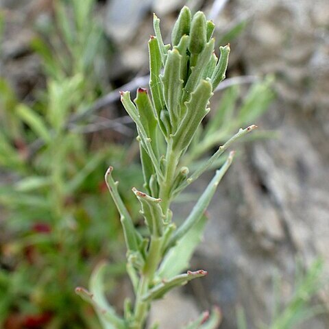 Epilobium billardiereanum subsp. cinereum unspecified picture