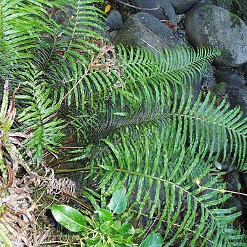 Blechnum triangularifolium unspecified picture