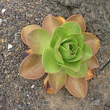 Aeonium nobile unspecified picture