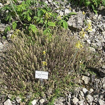 Thymus sibthorpii unspecified picture