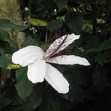 Hibiscus arnottianus subsp. punaluuensis unspecified picture