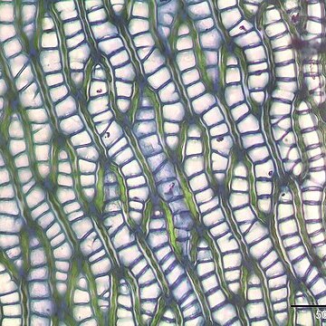 Sphagnum flexuosum unspecified picture