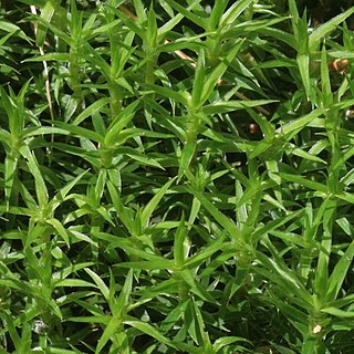 Polytrichastrum longisetum unspecified picture