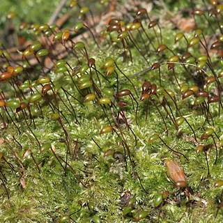 Brachytheciastrum velutinum unspecified picture