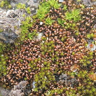 Microbryum curvicolle unspecified picture