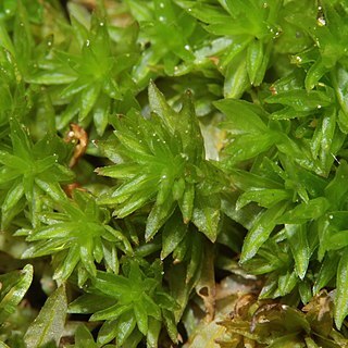 Atrichum tenellum unspecified picture