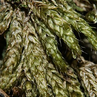 Brachythecium cirrosum unspecified picture