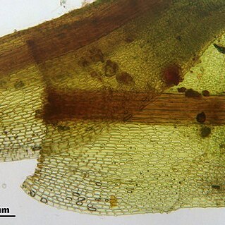 Trichostomum crispulum unspecified picture