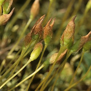 Polytrichastrum unspecified picture