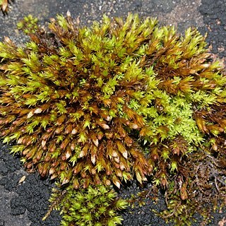 Orthotrichum cupulatum unspecified picture