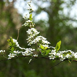 Spiraea prunifolia var. simpliciflora unspecified picture