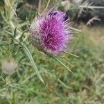 Cirsium eriophorum flower picture by Ricardo Santoma (cc-by-sa)