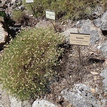 Thymus granatensis unspecified picture