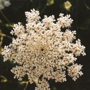 Daucus carota subsp. maximus unspecified picture