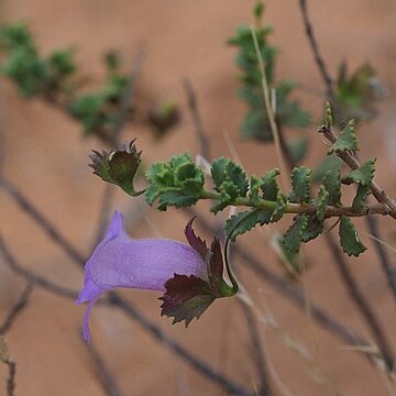 Eremophila flabellata unspecified picture