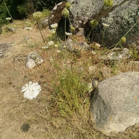 Daucus carota subsp. maximus unspecified picture