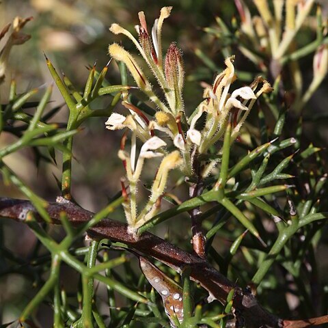 Hakea erinacea unspecified picture