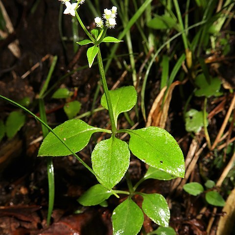 Galium paradoxum unspecified picture