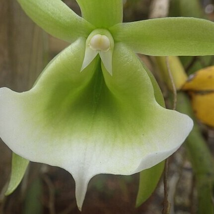 Angraecum eichlerianum unspecified picture