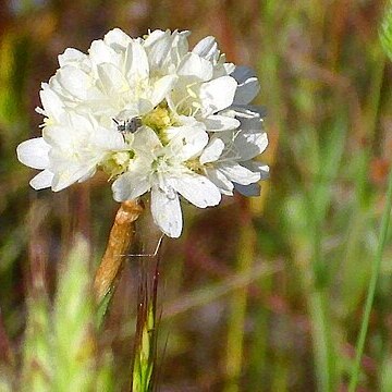 Armeria villosa unspecified picture