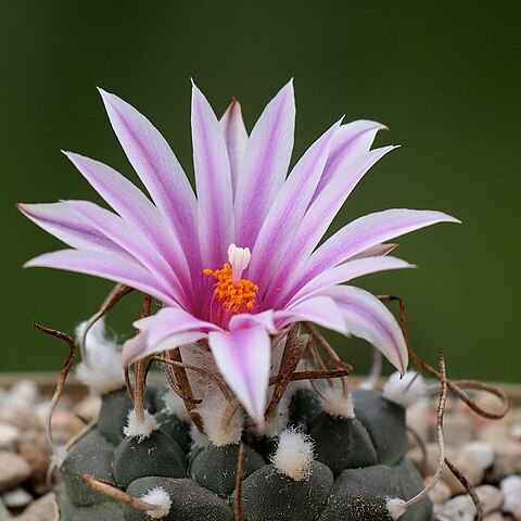 Turbinicarpus schmiedickeanus subsp. rubriflorus unspecified picture