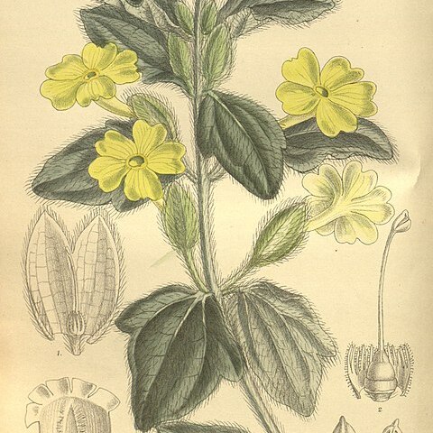 Thunbergia fischeri unspecified picture