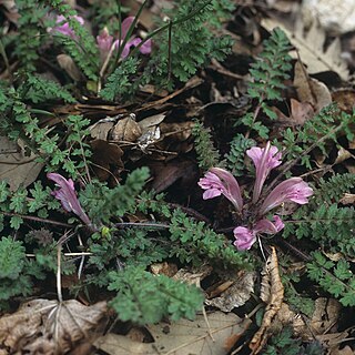 Pedicularis acaulis unspecified picture