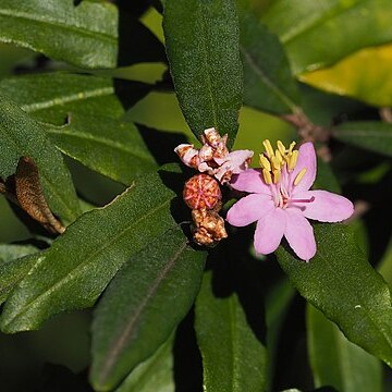 Phebalium speciosum unspecified picture