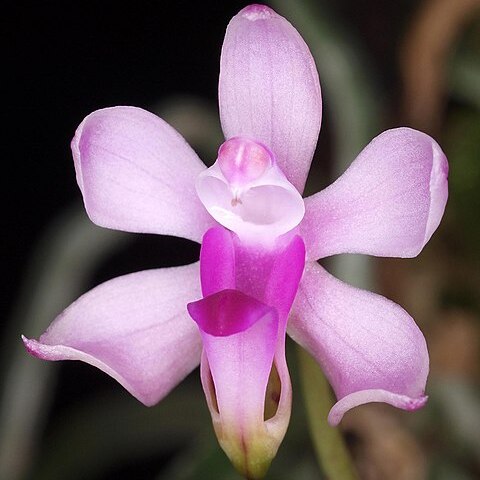 Phalaenopsis taenialis unspecified picture