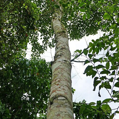 Croton stelluliferus unspecified picture