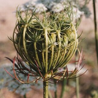 Daucus carota subsp. maximus unspecified picture